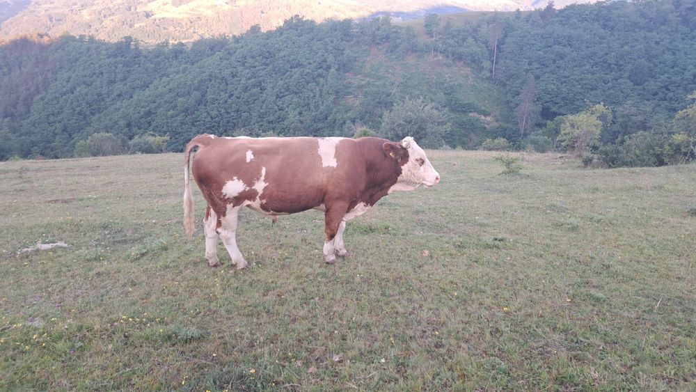 Taur balțata Romaneasca de 2 ani
