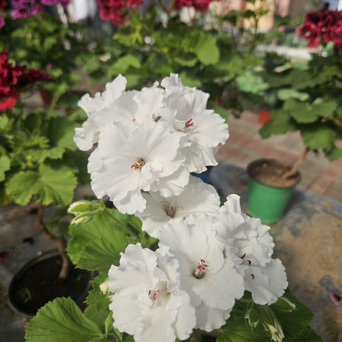 Цветы в горшках разные виды размеры разные ценыы