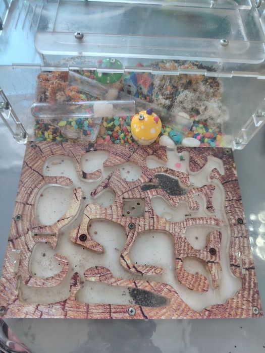 Муравьиная ферма с маткой и колонией