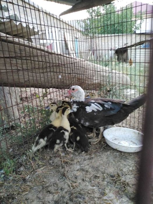 Индоутка жужуалари билан сотилади