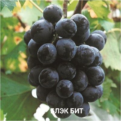 Сортовые Саженцы винограда Семей