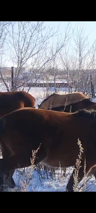 Жылқылар,лошади,соғым.от 450.000