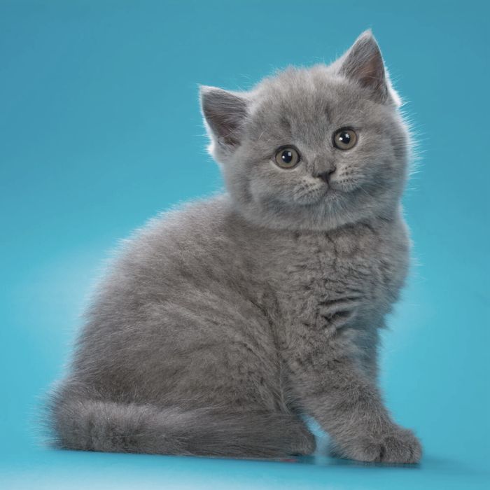 Британские короткошёрстные котята