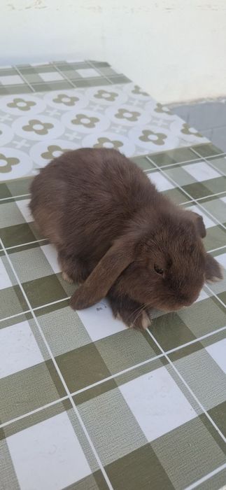 Karlik Gavanna 3oyli sames 280ming kelishiladi