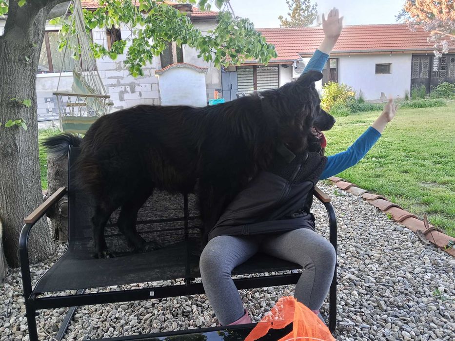 Подарявам кученца