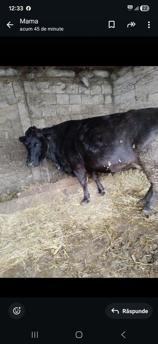 Vaca de lapte gestata in luna  a 9 a