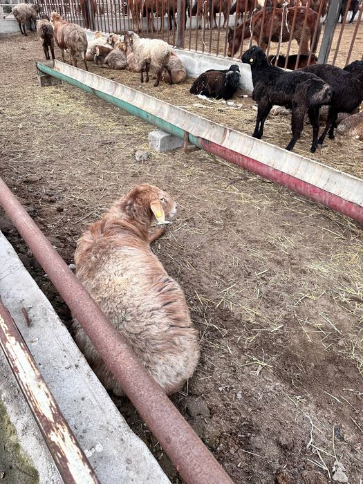ЕДИЛБАЙ ЗОТДОР кози койлар сотилади оптим 1-кул