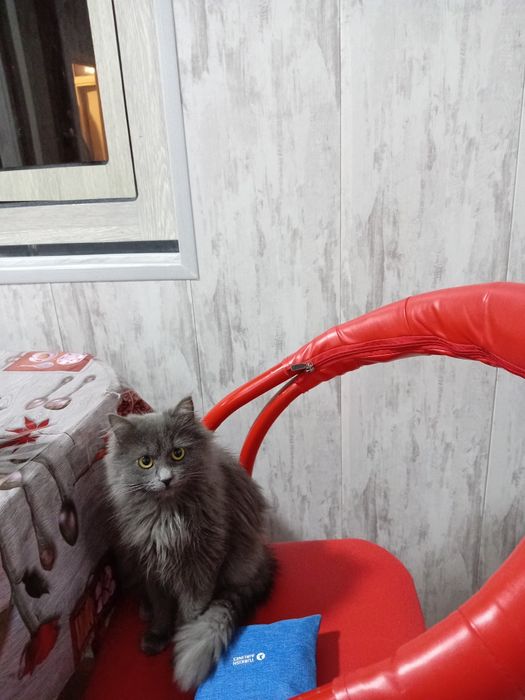 Кошка пародистая  очень умная