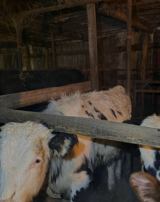 Продам двух годовалых бычков