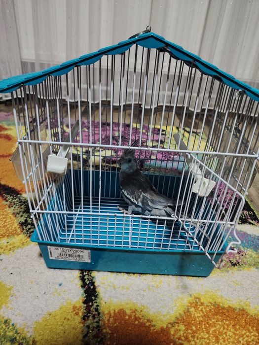 Vând papagal nimfa cu cusca!