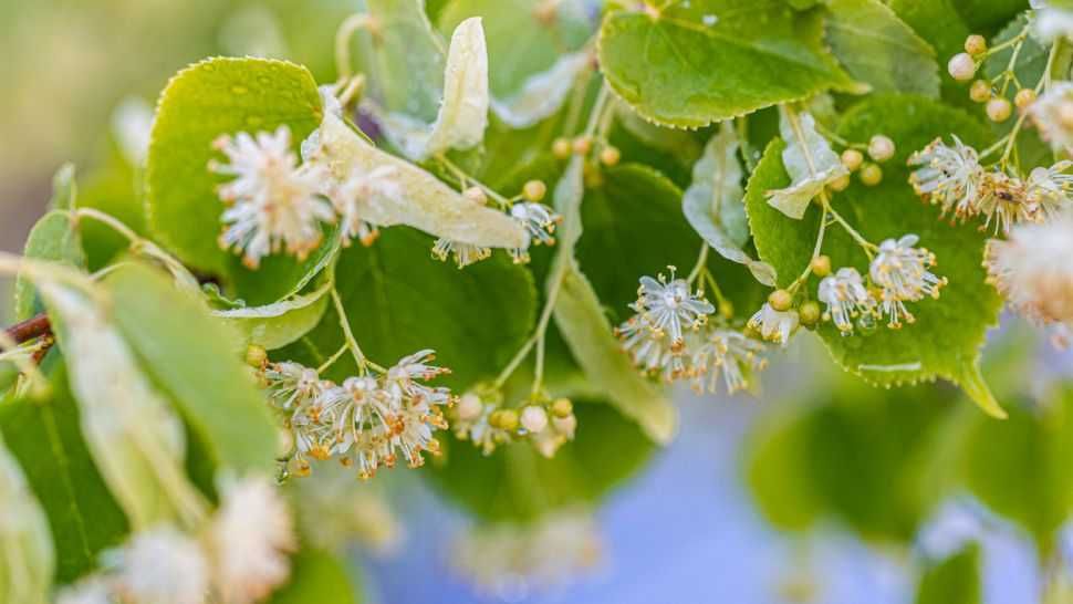 Продавам липи, брези, албиции и ружи