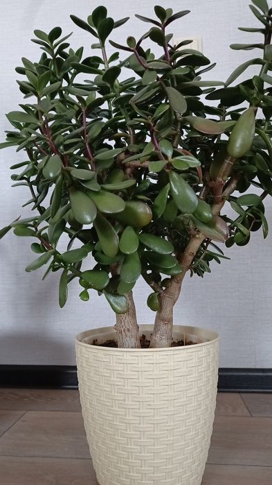 Денежное дерево.