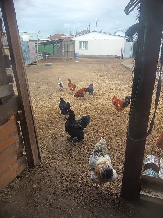 Тауыктар сатылады