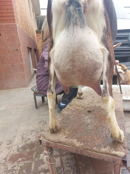 Козье молоко свежее Каскелен