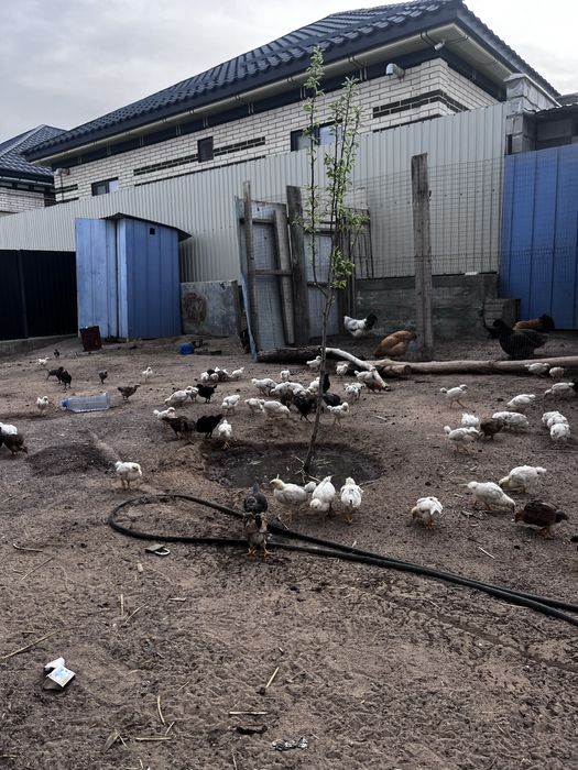 продам пародистых циплят