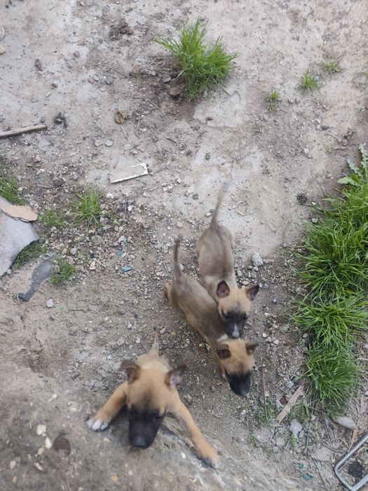 Продам шинят умные