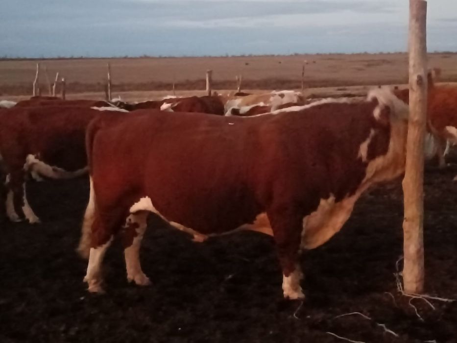 1 категориялы ақбас бұқа