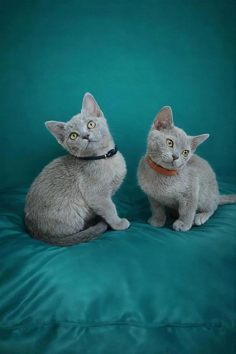 Европейская бурма