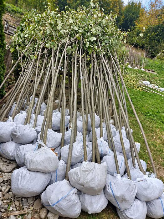 Mesteacan Alb Betula - Plante Foioase pentru Gradina