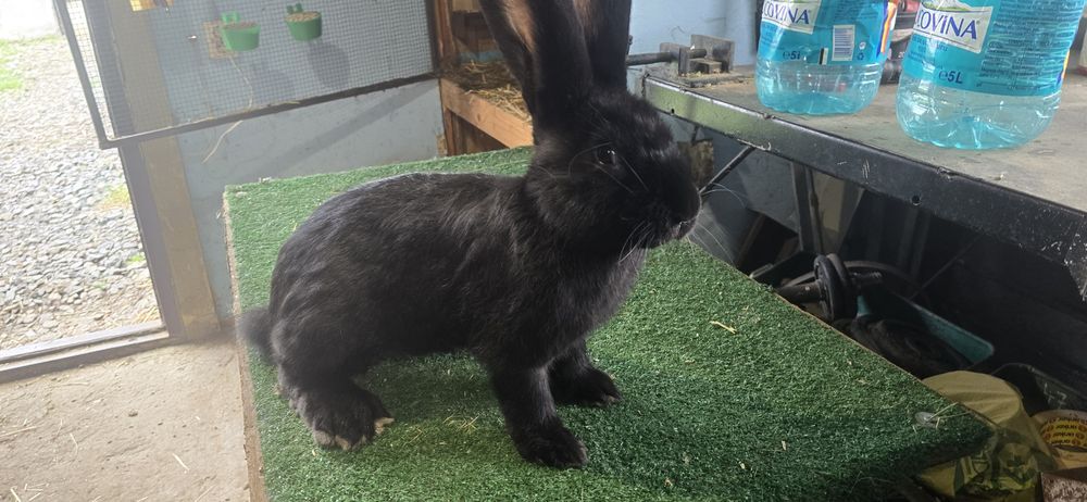 Urias German de vanzare