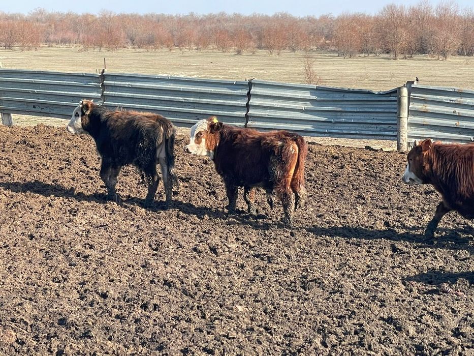 Бычки упитанный подсосы