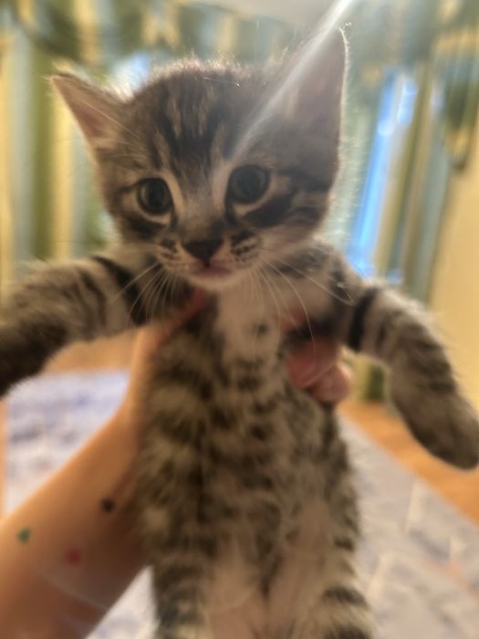 отдам котиков в добрые и любящие руки!