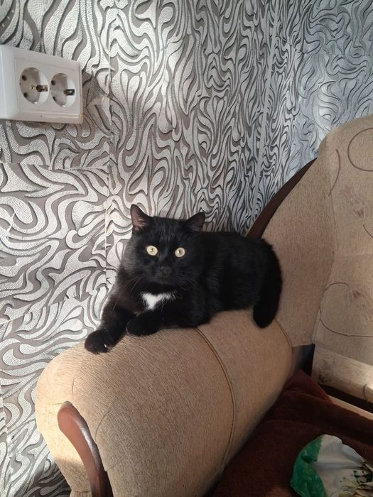 Кот мальчик в добрые руки