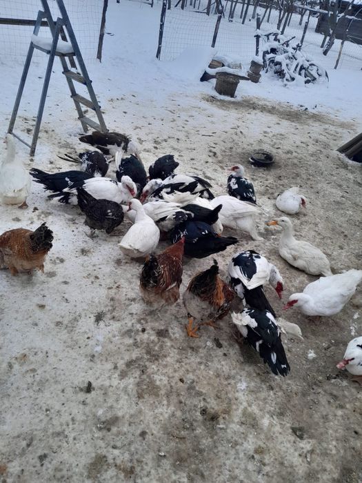 Vând rațe, rățoi, cocoși si iepuri.