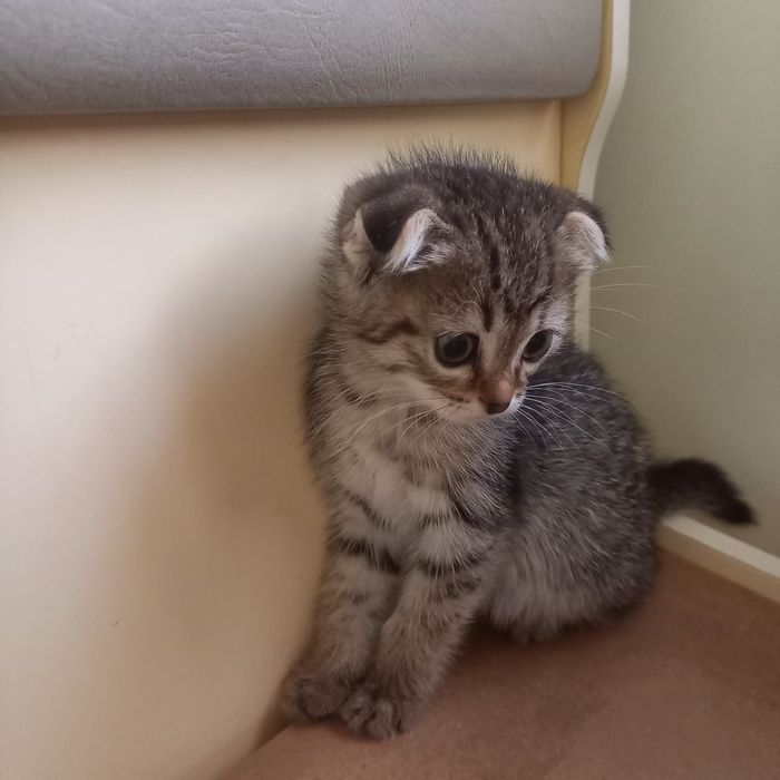 Вислоухий котёнок 1,5мес девочка
