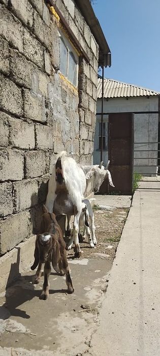 Нубийский  ешкі сатылады