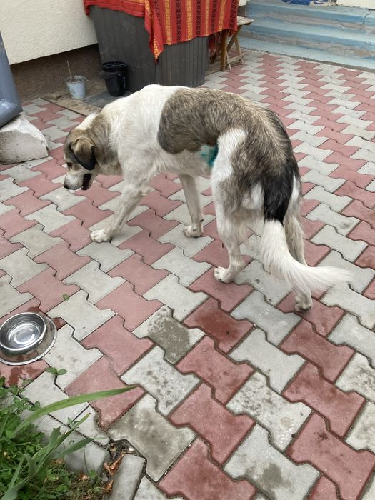 Donez catelusa sterilizata Neamt