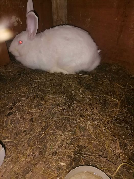 Продаются кролики
