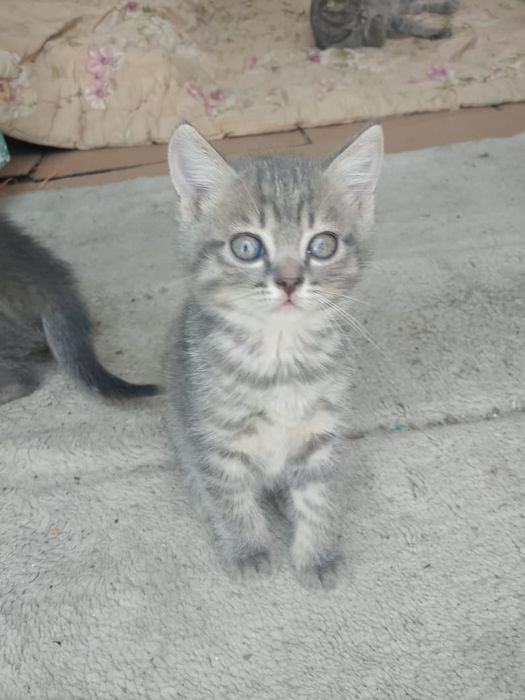 продам котят с мамой, девочки.