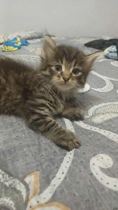 Котенок отдадим даром