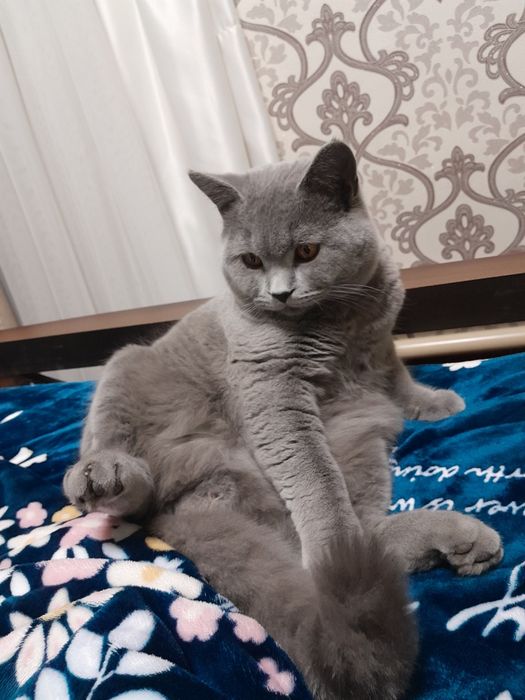 Erkak mushugimiz Vyaska