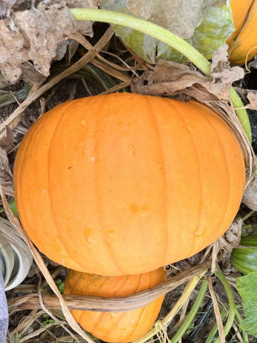 Dovleac/ bostan  Halloween / decorativi
