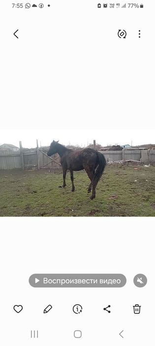 Байтал 2- жас немесе малға айырбас