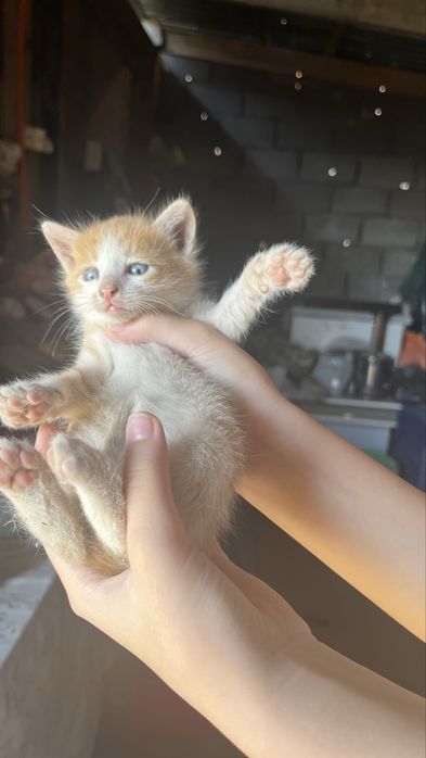 Отдаем даром котят