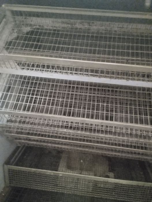 İnkubator 500 talik Rossiya