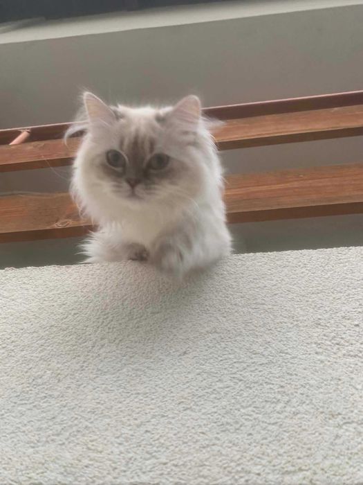 Шотлански котета