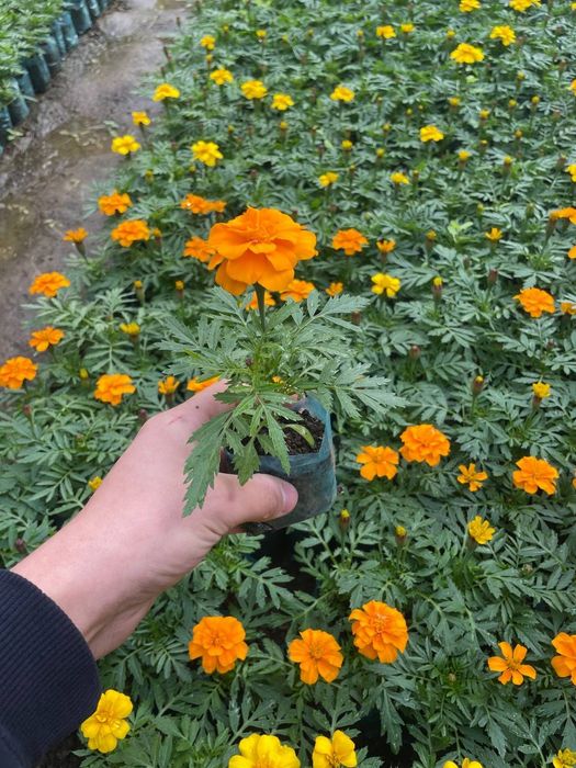 Gul kochatlari baxorgi