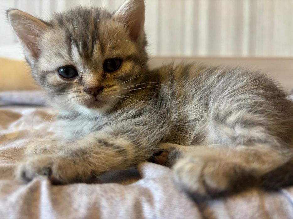 Котята шотландские