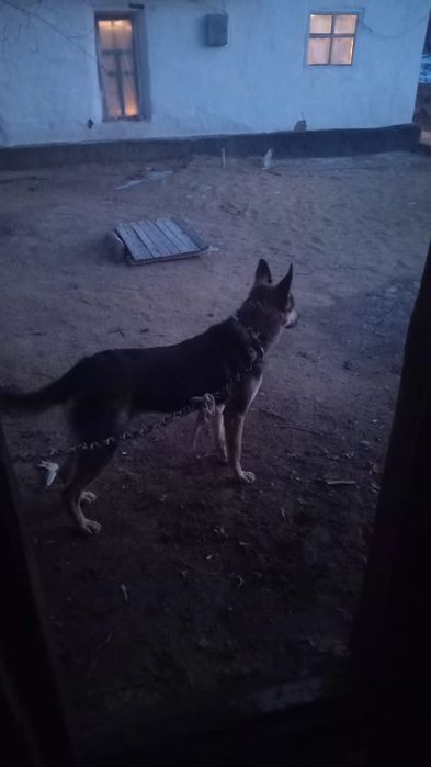 Продам двух овчарок