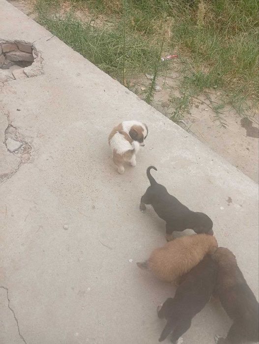 Kuchuk bolasi, 1 oylik, ovqat yeydi.