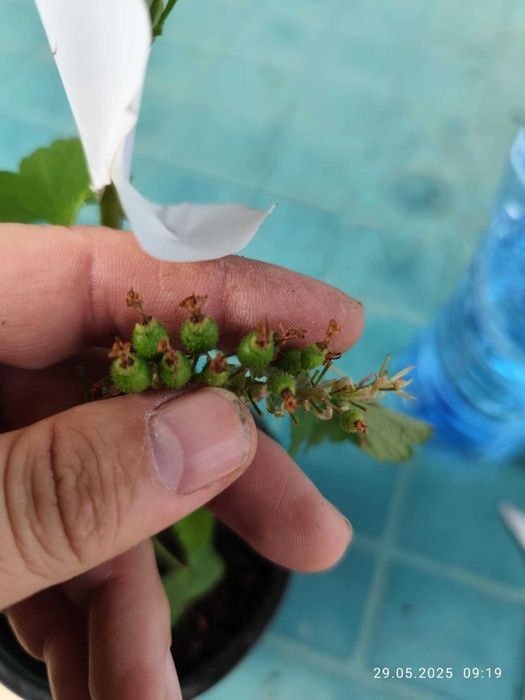 Касис – Френско грозде
Налични 5 вида