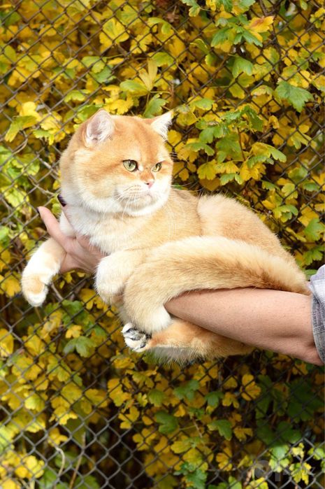Кот на вязку, родословный британец.