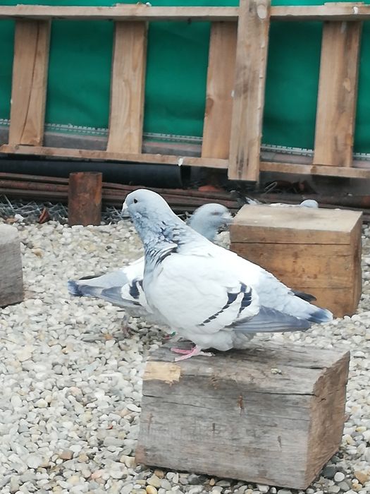 Voiajori standard