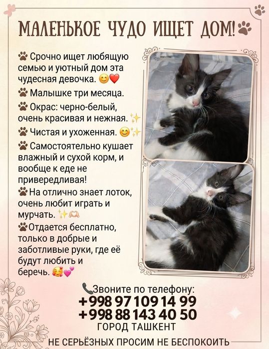 Отдаётся котёнок,  девочка в добрые руки.