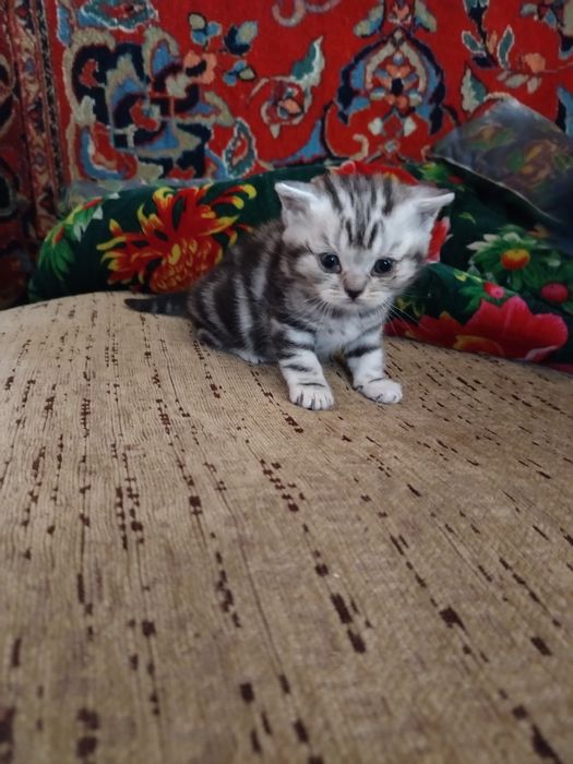 Продам породистых британцев