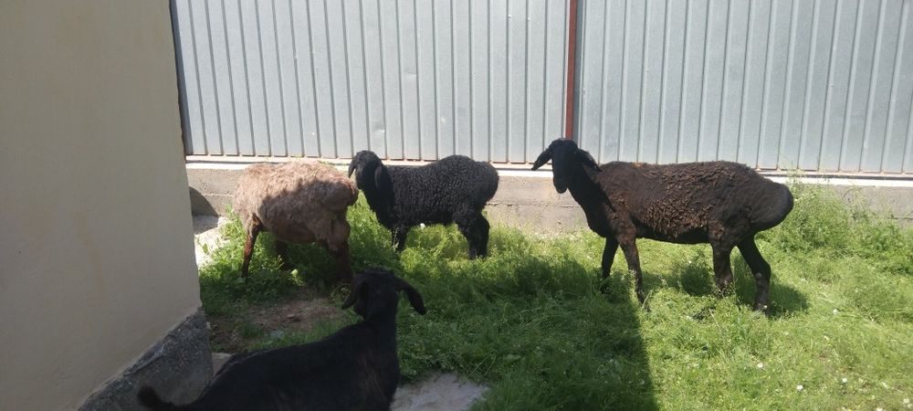 Сатыладыыыыыыыыыыы